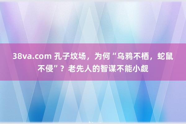 38va.com 孔子坟场，为何“乌鸦不栖，蛇鼠不侵”？老先人的智谋不能小觑