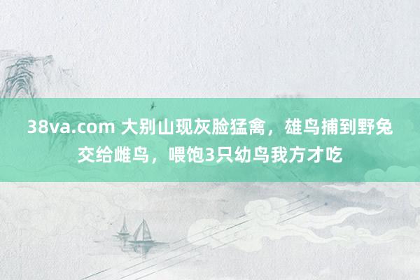 38va.com 大别山现灰脸猛禽，雄鸟捕到野兔交给雌鸟，喂饱3只幼鸟我方才吃