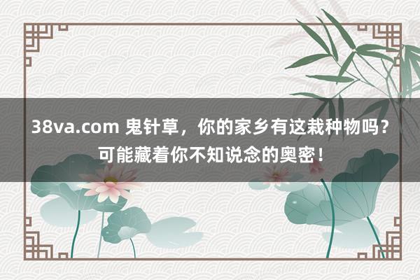 38va.com 鬼针草，你的家乡有这栽种物吗？可能藏着你不知说念的奥密！